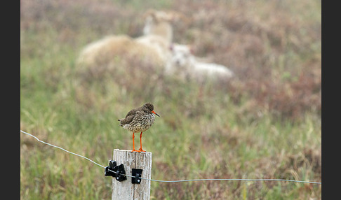 Islandschaf (Ovis orientalis f. aries)