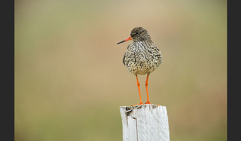 Rotschenkel (Tringa totanus)