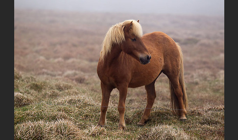 Islandpony (Equus caballus sspec. 1)