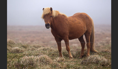 Islandpony (Equus caballus sspec. 1)