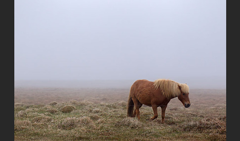 Islandpony (Equus caballus sspec. 1)