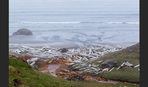 Island (Iceland)