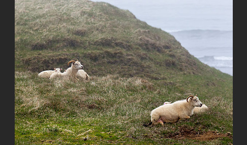 Islandschaf (Ovis orientalis f. aries)