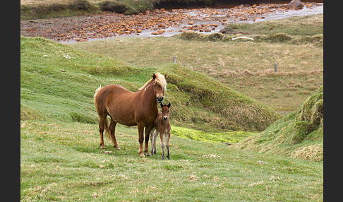 Islandpony (Equus caballus sspec. 1)