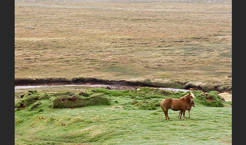 Islandpony (Equus caballus sspec. 1)