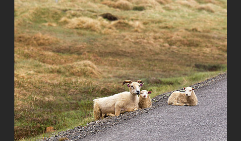 Islandschaf (Ovis orientalis f. aries)