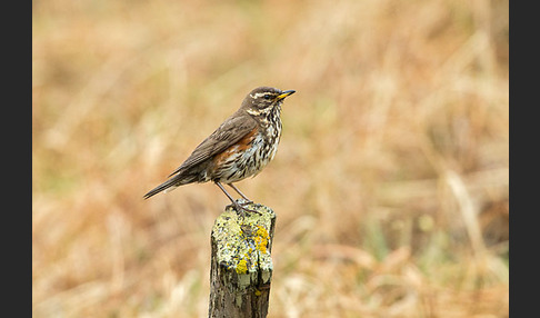 Rotdrossel (Turdus iliacus)