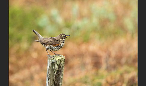 Rotdrossel (Turdus iliacus)