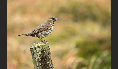 Rotdrossel (Turdus iliacus)