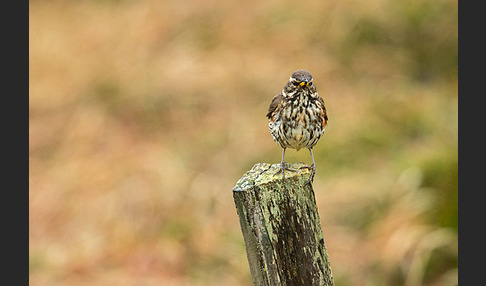 Rotdrossel (Turdus iliacus)