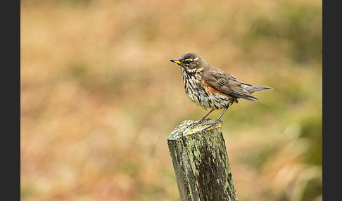 Rotdrossel (Turdus iliacus)