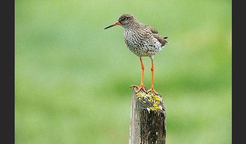 Rotschenkel (Tringa totanus)