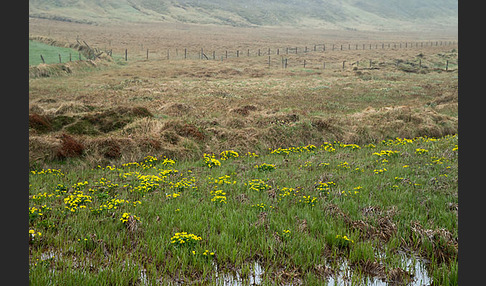 Sumpf-Dotterblume (Caltha palustris)