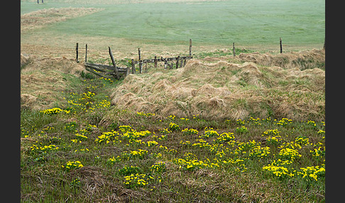 Sumpf-Dotterblume (Caltha palustris)