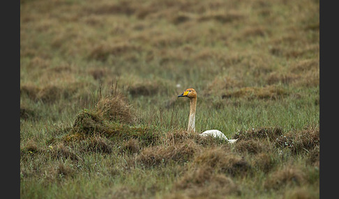 Singschwan (Cygnus cygnus)