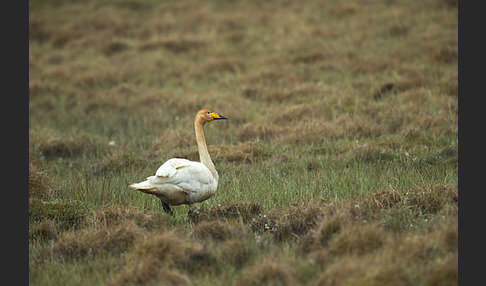 Singschwan (Cygnus cygnus)