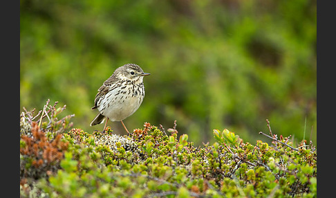 Wiesenpieper (Anthus pratensis)