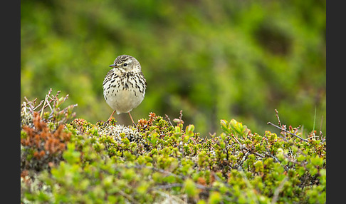 Wiesenpieper (Anthus pratensis)