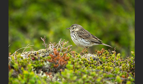 Wiesenpieper (Anthus pratensis)