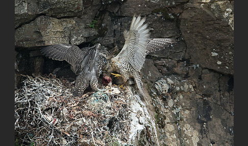 Gerfalke (Falco rusticolus)