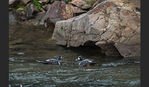 Kragenente (Histrionicus histrionicus)