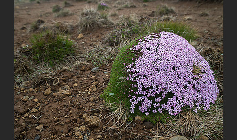 Stängellose Leimkraut (Silene acaulis)