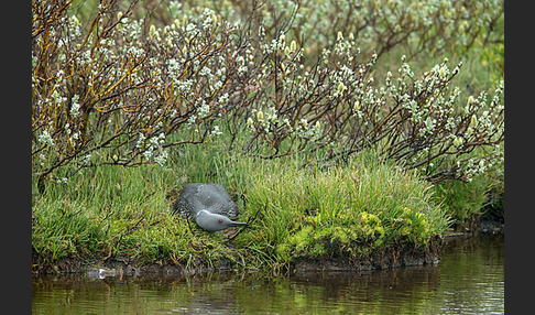 Sterntaucher (Gavia stellata)