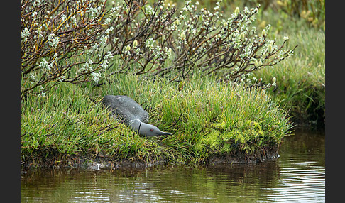 Sterntaucher (Gavia stellata)