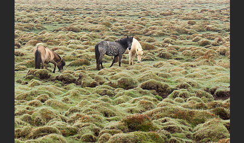 Islandpony (Equus caballus sspec. 1)