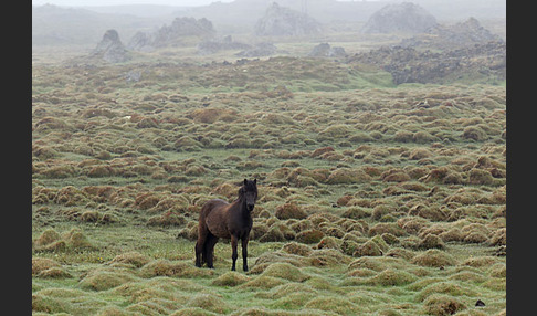 Islandpony (Equus caballus sspec. 1)