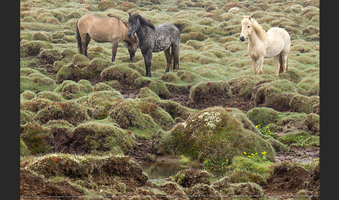 Islandpony (Equus caballus sspec. 1)