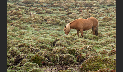 Islandpony (Equus caballus sspec. 1)