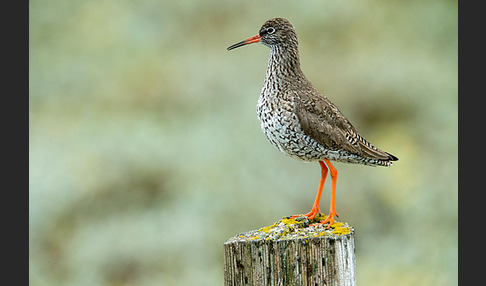 Rotschenkel (Tringa totanus)