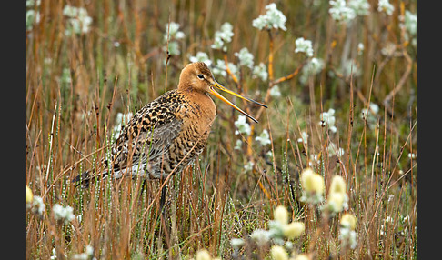 Uferschnepfe (Limosa limosa)