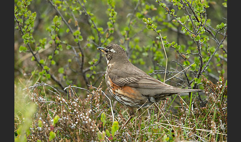 Rotdrossel (Turdus iliacus)