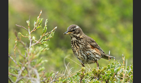 Rotdrossel (Turdus iliacus)