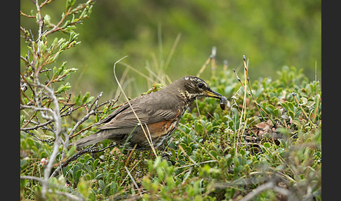 Rotdrossel (Turdus iliacus)