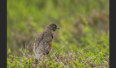 Rotdrossel (Turdus iliacus)