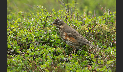 Rotdrossel (Turdus iliacus)