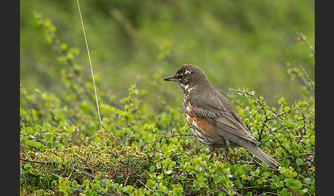 Rotdrossel (Turdus iliacus)