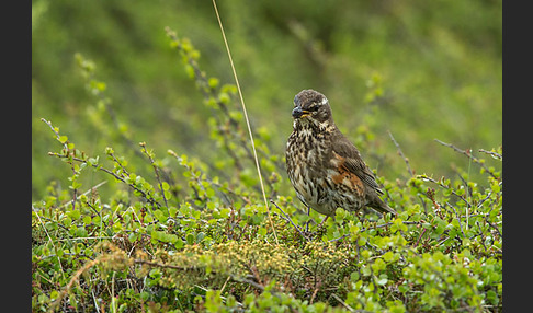 Rotdrossel (Turdus iliacus)