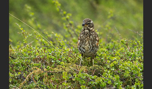 Rotdrossel (Turdus iliacus)