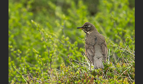 Rotdrossel (Turdus iliacus)