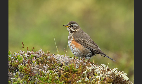 Rotdrossel (Turdus iliacus)