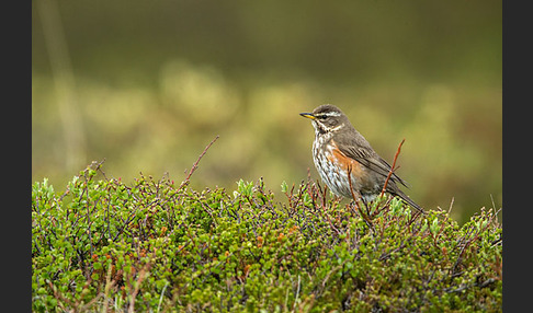 Rotdrossel (Turdus iliacus)