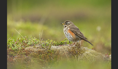 Rotdrossel (Turdus iliacus)