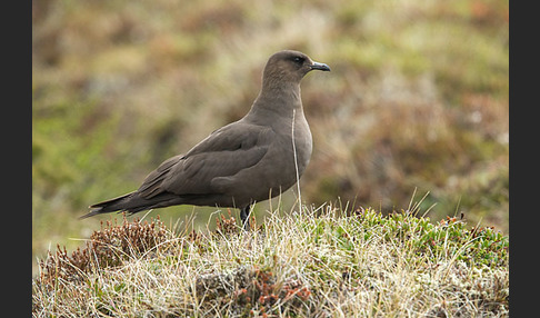 Schmarotzerraubmöwe (Stercorarius parasiticus)