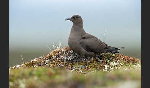 Schmarotzerraubmöwe (Stercorarius parasiticus)