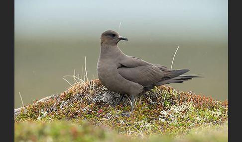 Schmarotzerraubmöwe (Stercorarius parasiticus)