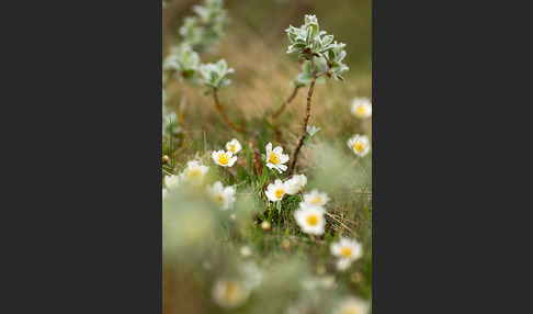 Silberwurz (Dryas octopetala)